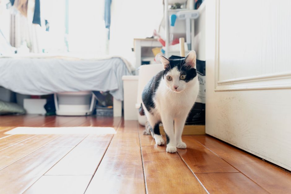 魅力的な白黒猫が、木の床の上で日光浴をしている部屋です。