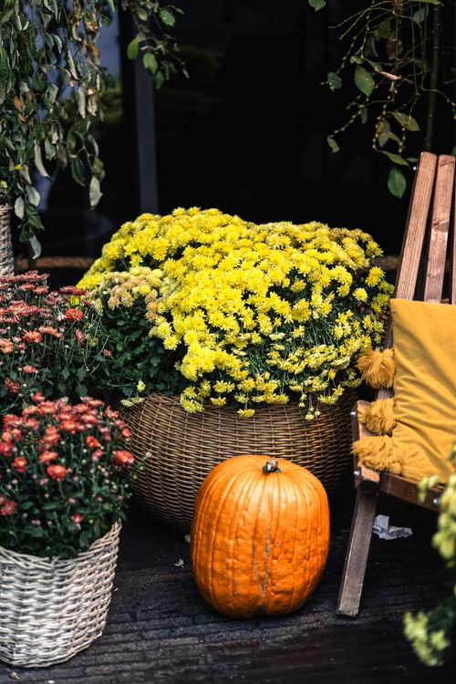 Free A cozy autumn patio scene featuring pumpkins and vibrant flowers. Stock Photo
