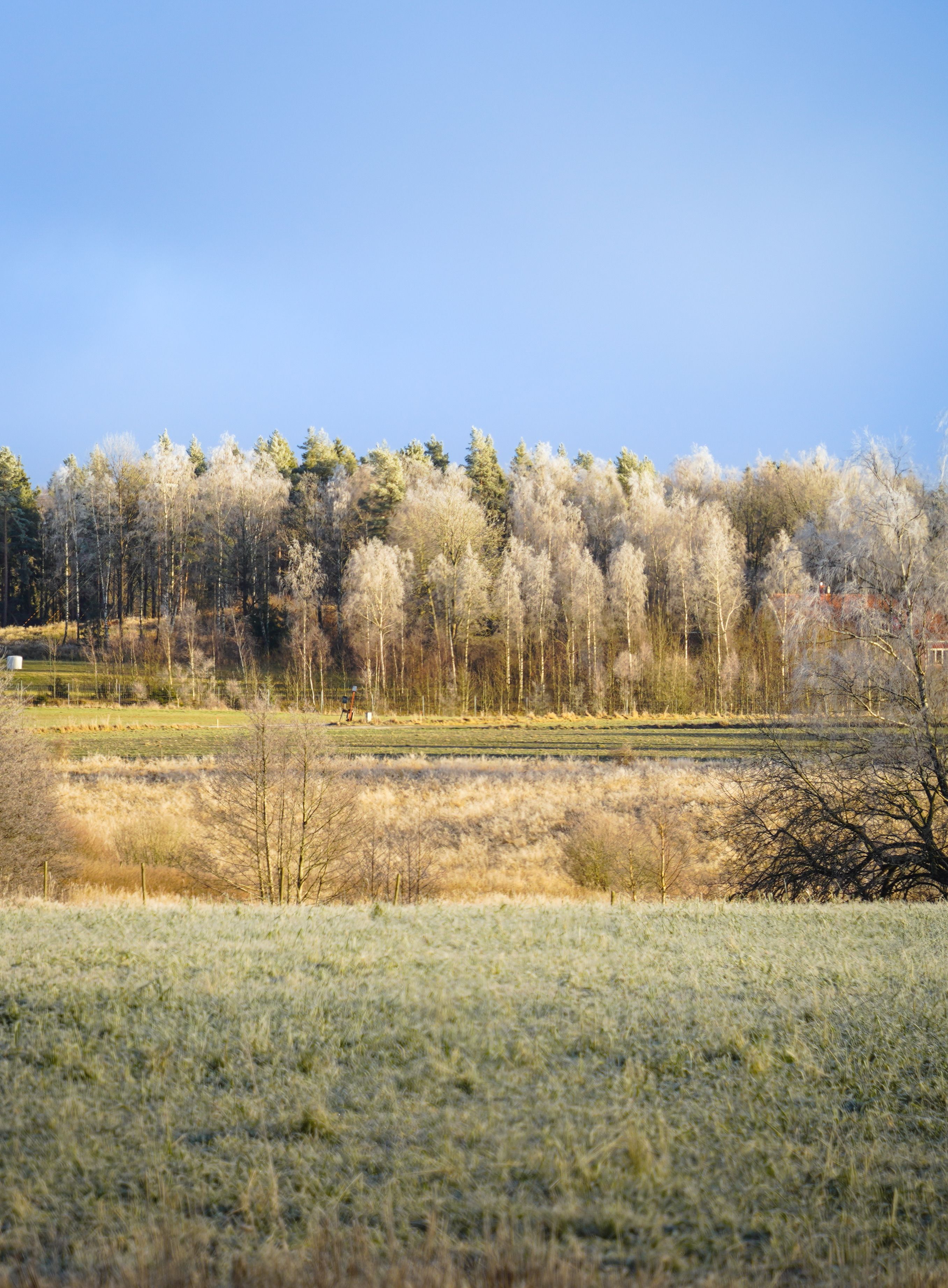 Serene Winter Landscape with Frosty Trees · Free Stock Photo