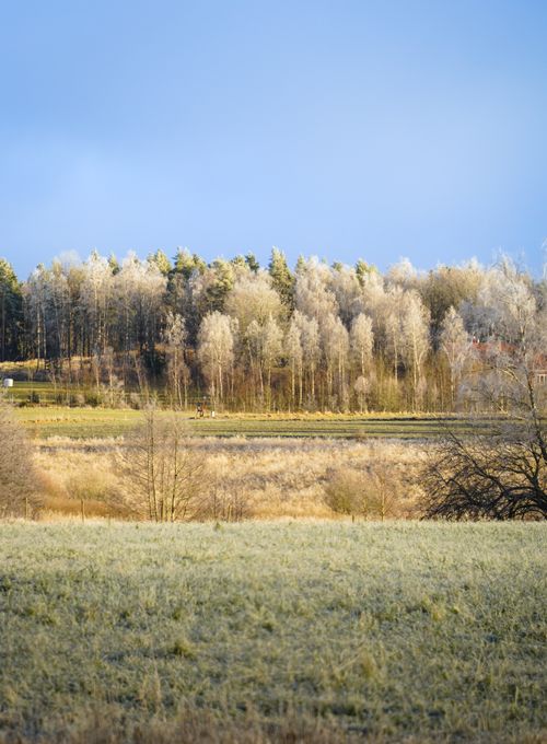 Free Captivating view of a frosty winter landscape with bare trees and clear sky. Stock Photo