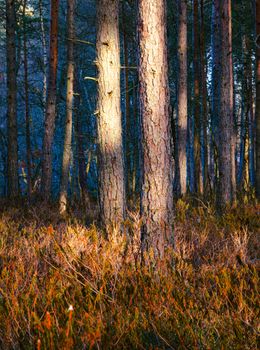 Tranquil forest scene with sunlight glowing on tree trunks creating a serene atmosphere.