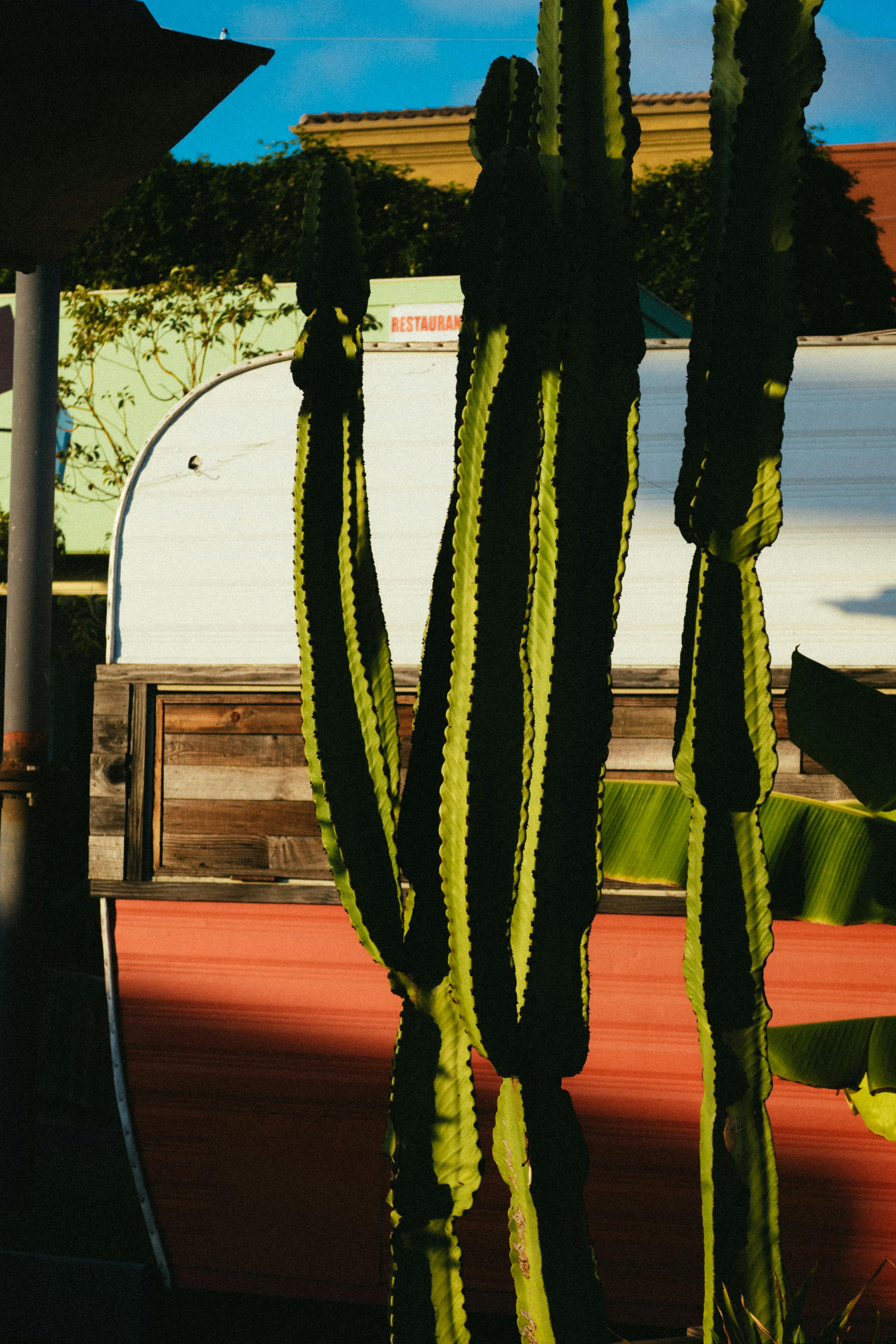 傍晚的灯光下，一辆老式露营车上投下了高大的仙人掌的阴影