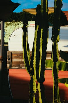 傍晚的灯光下，一辆老式露营车上投下了高大的仙人掌的阴影