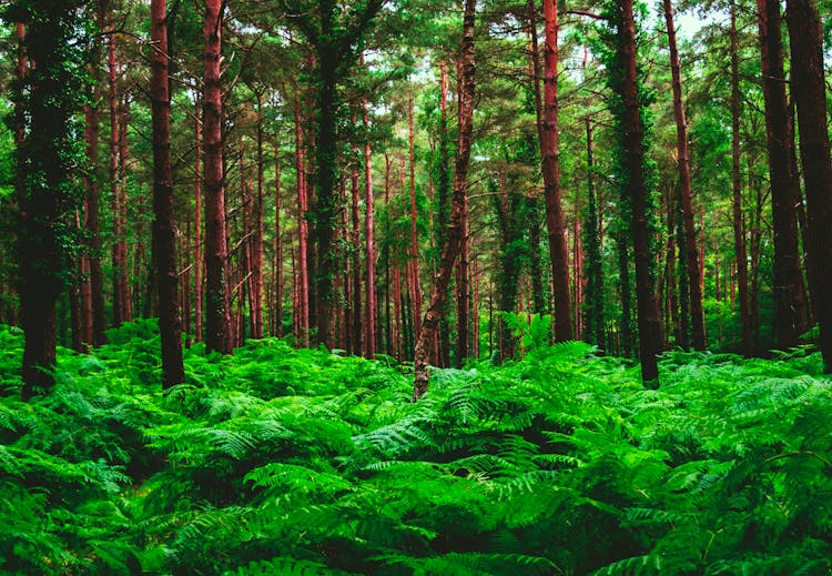 Forest During Day