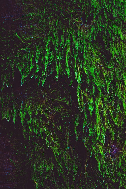 Free stock photo of forest, moss, nature Stock Photo