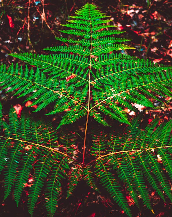 Free stock photo of fern leaf, forest, nature