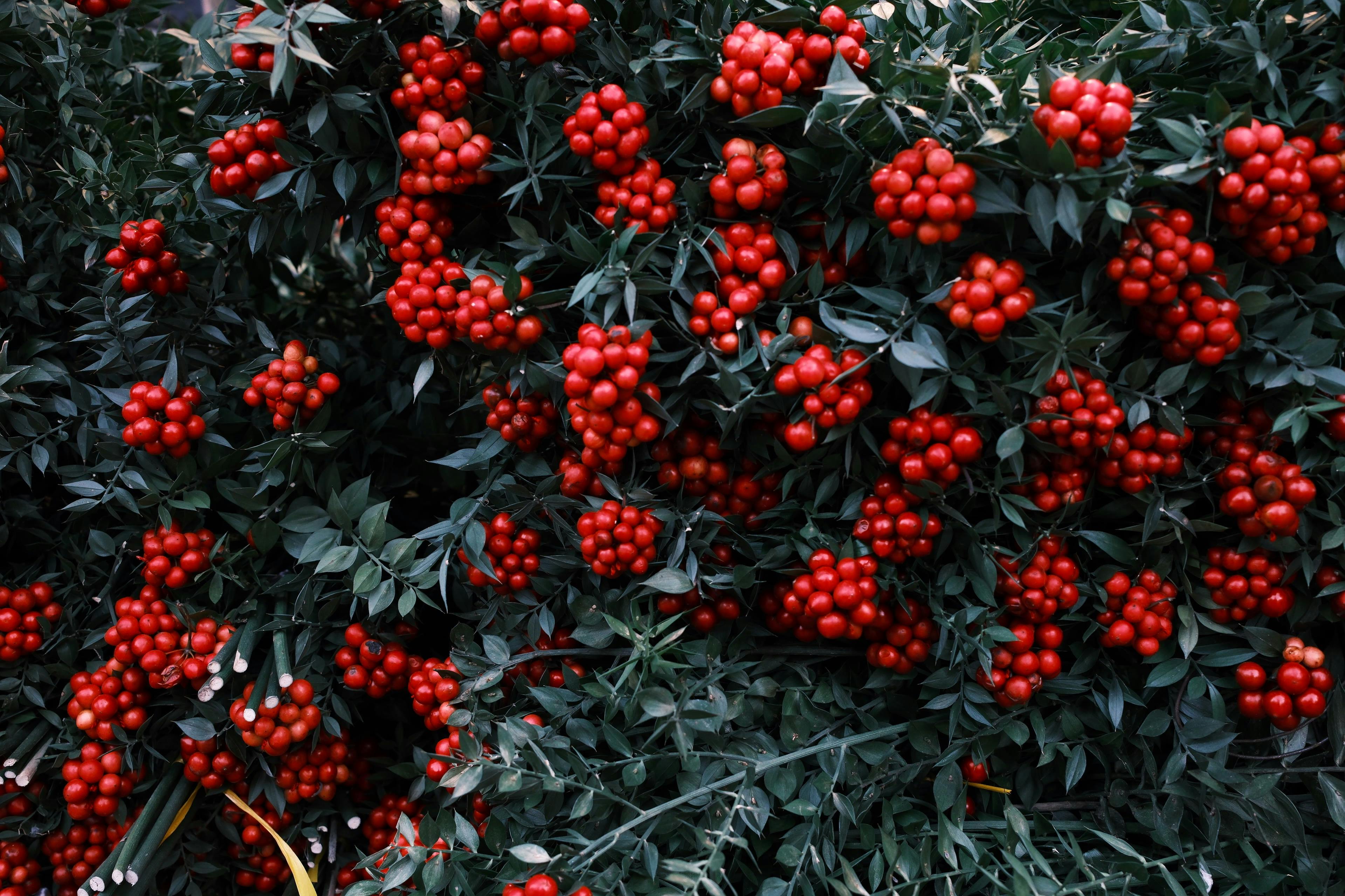 20,119 Blueberries Black Berries Stock Photos - Free \u0026 Royalty-Free Stock  Photos from Dreamstime, image size:1125x750