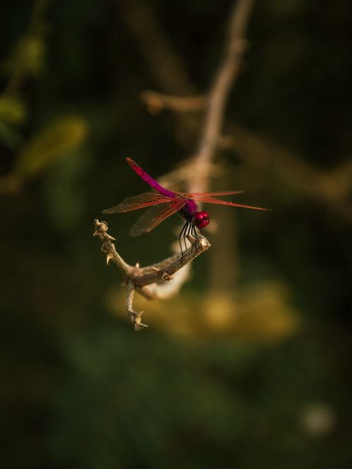 Free A vibrant pink dragonfly poised on a branch against a blurred natural background. Stock Photo