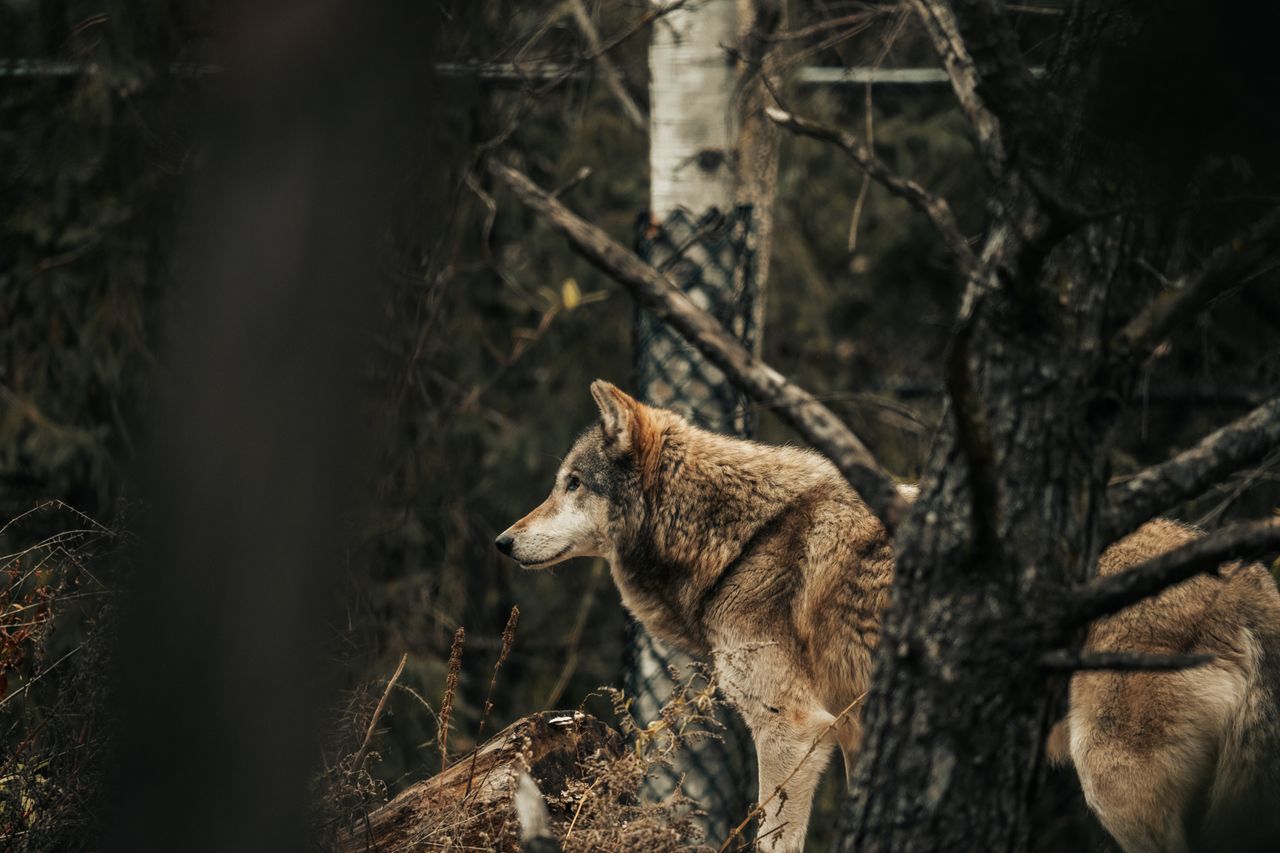 a grey wolf stands alert in a dense forest showcasing its natural beau