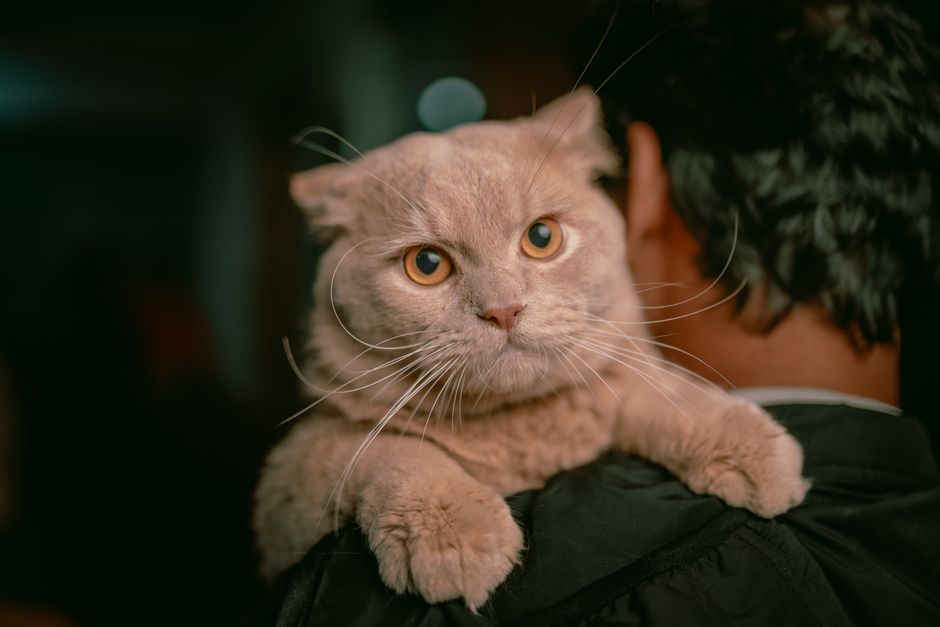 A closeup of a cute Persian cat with striking eyes perched on its owner's shoulder, creating a warm moment.