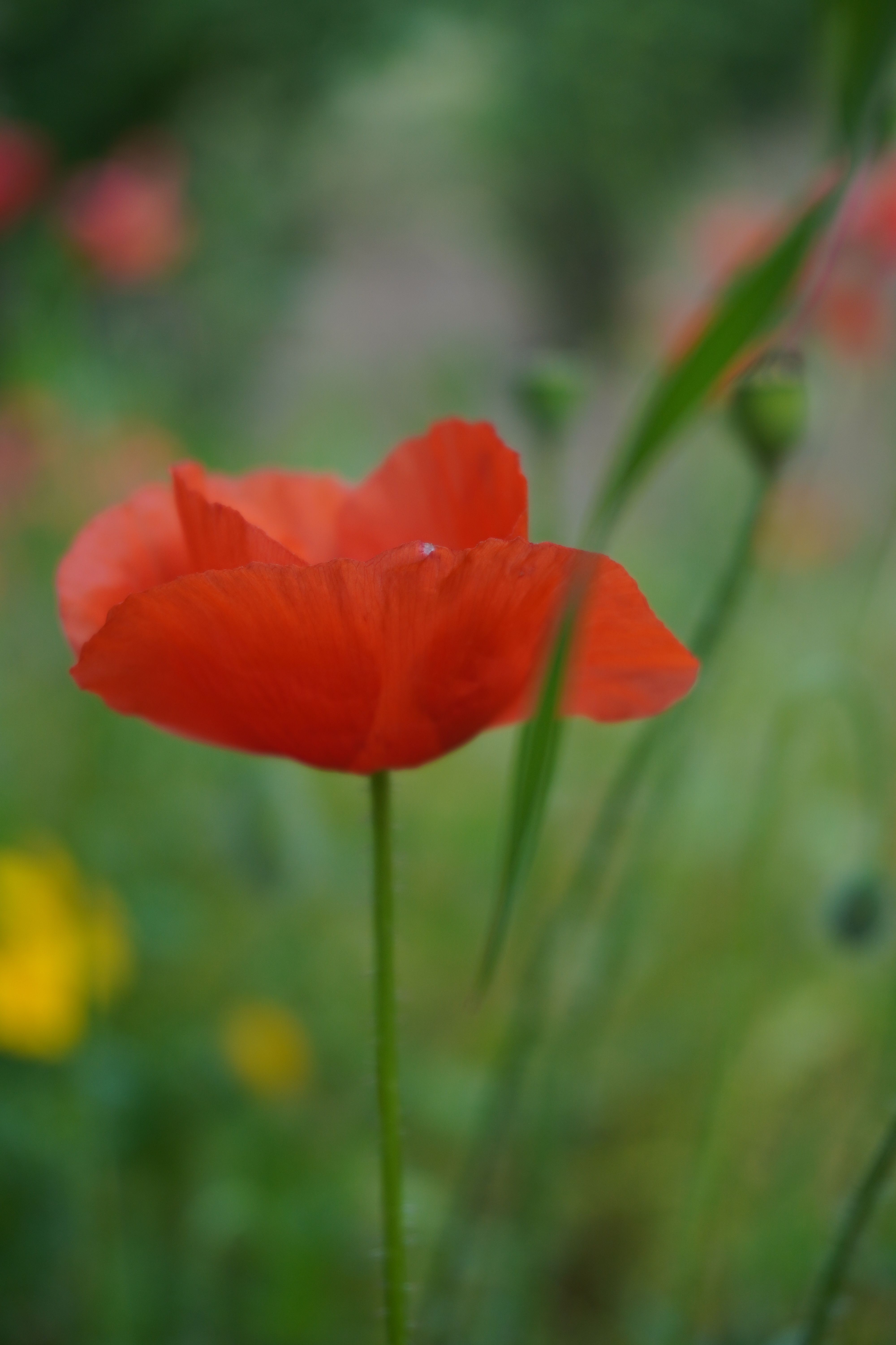 Vibrant Red Poppy Flower in Bloom · Free Stock Photo