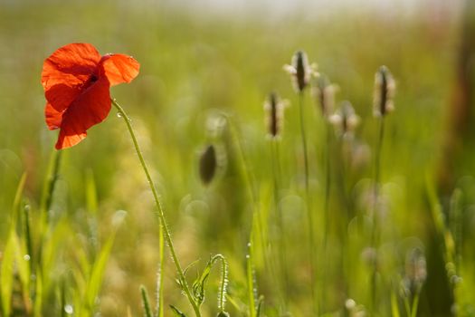 Close-up of a red poppy in a lush field, capturing the essence of spring.