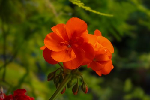 Free Close-up of a vibrant orange geranium flower in full bloom against a blurred green background. Stock Photo