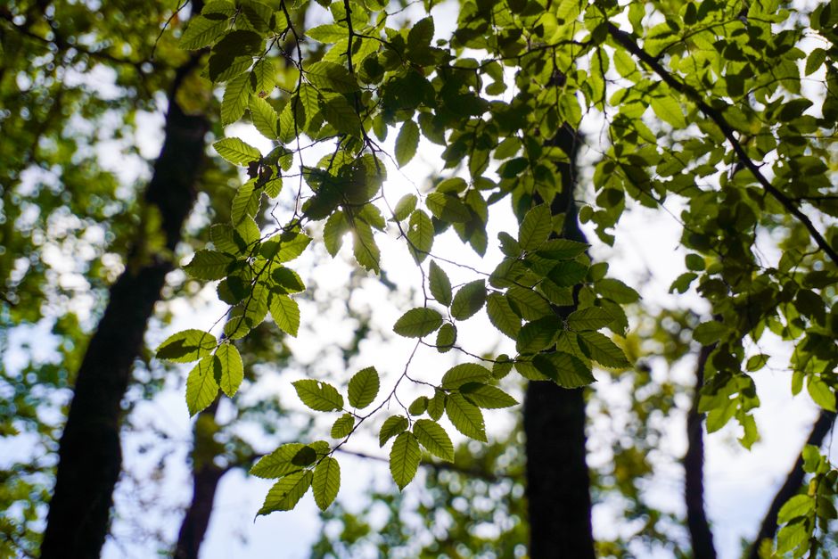 Bright sunlight streaming through properly trimmed tree branches onto green lawn
