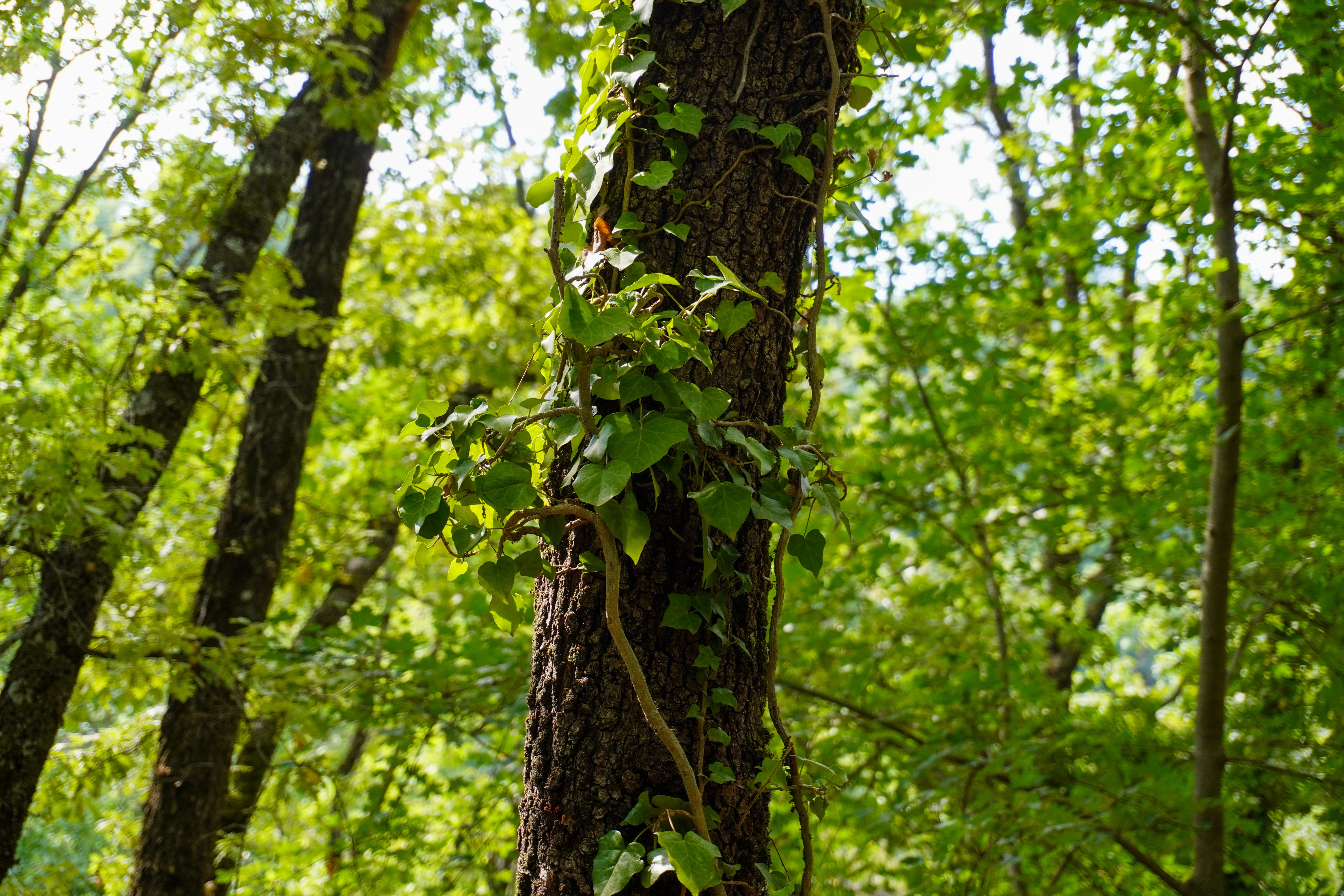 Lush Forest with Vines on Tree Trunk in Summer · Free Stock Photo