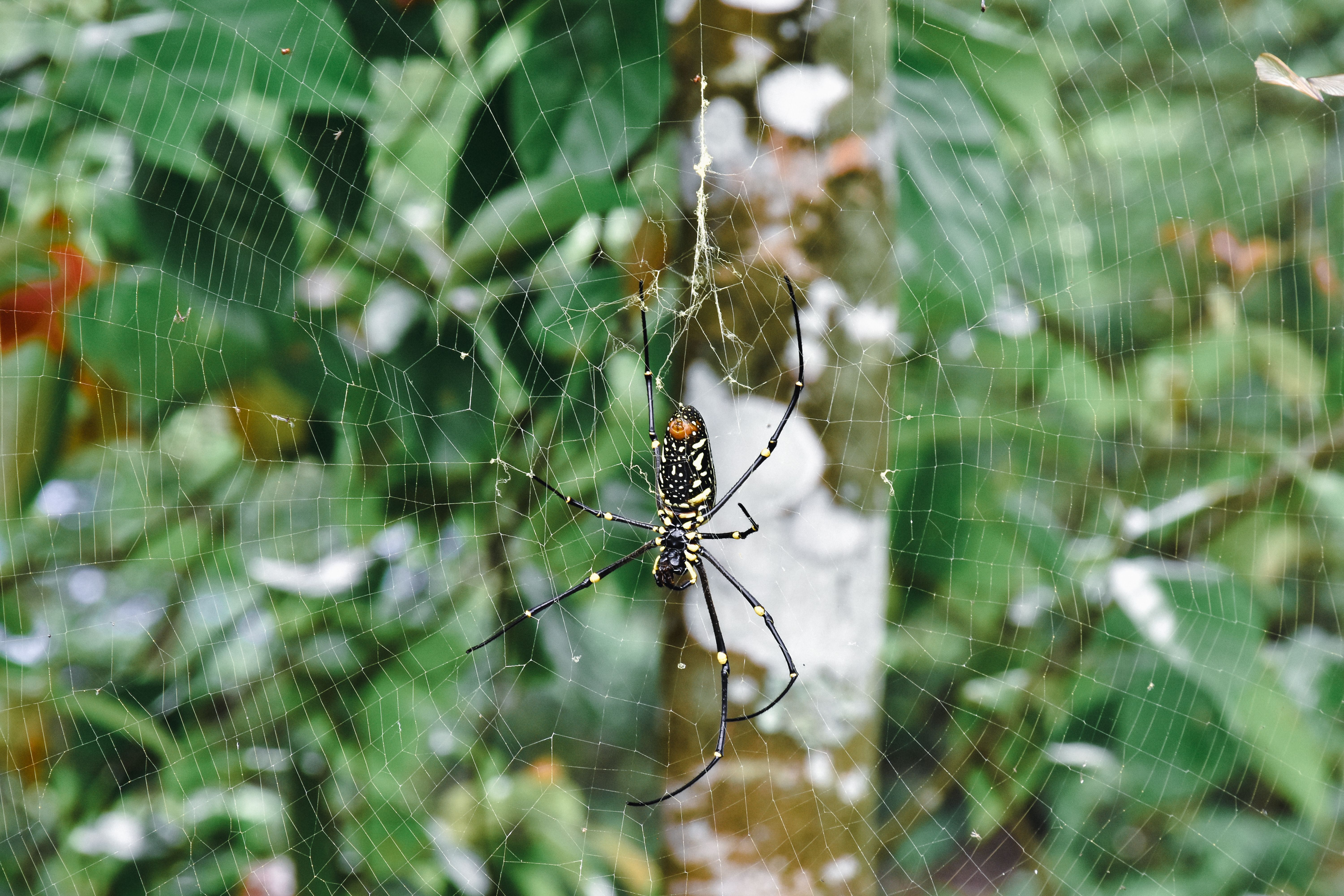 spiders be found bananas