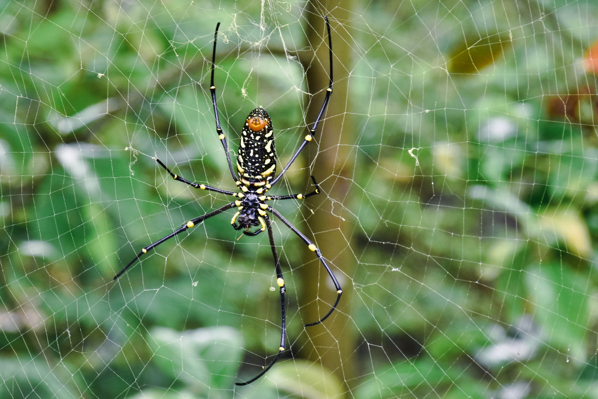 Detailed view of a Nephila spider sitting in its intricate web against a green backdrop.