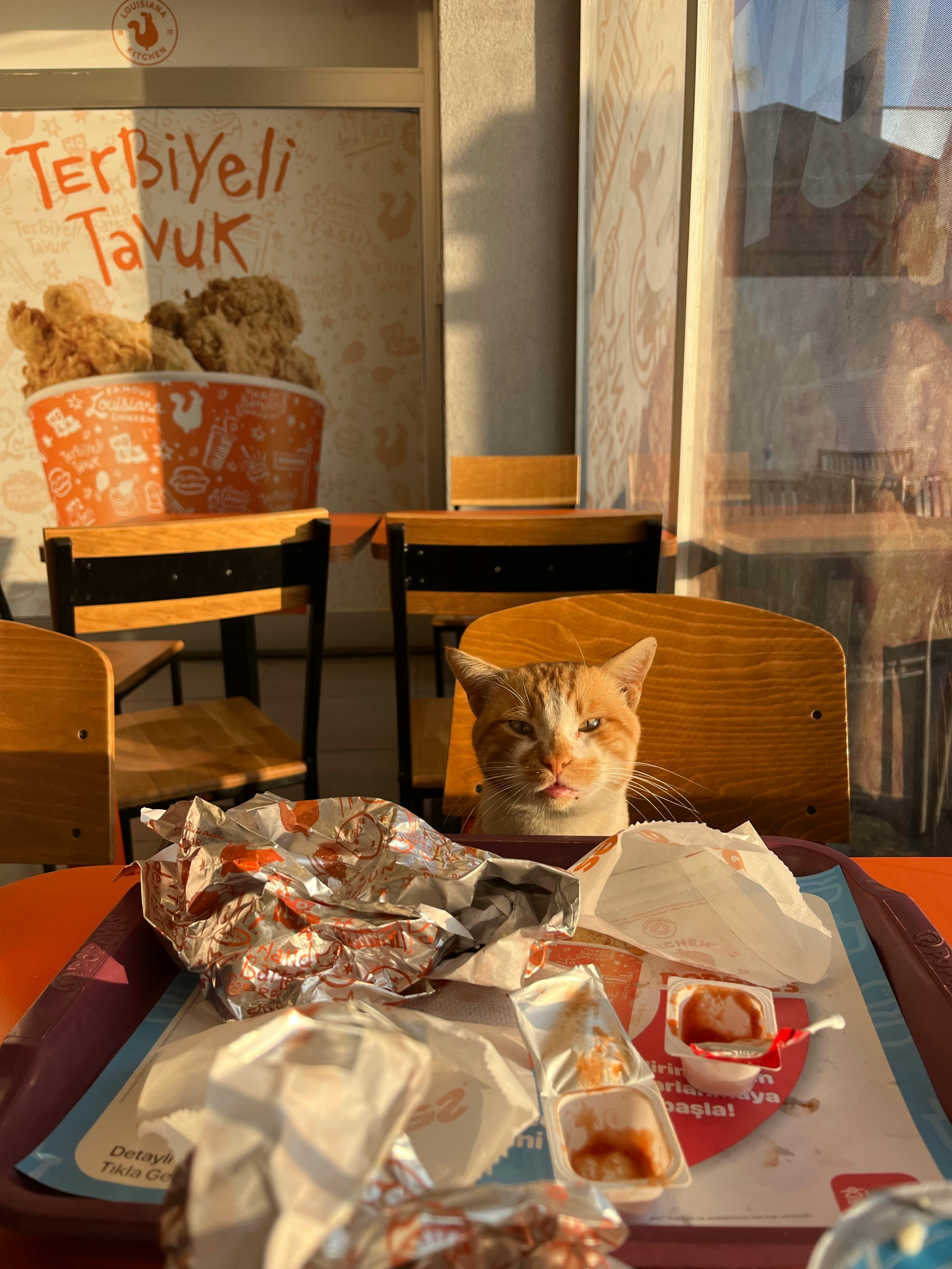 gourmet pet food experience