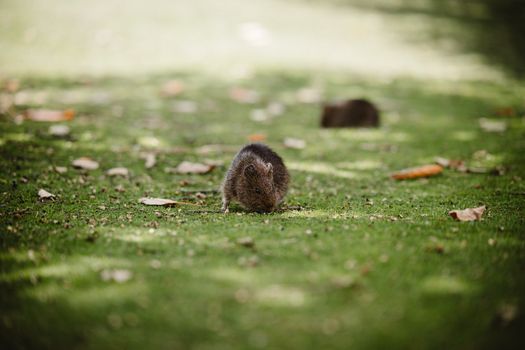 Adorable quokka munching on grass in a serene outdoor setting.