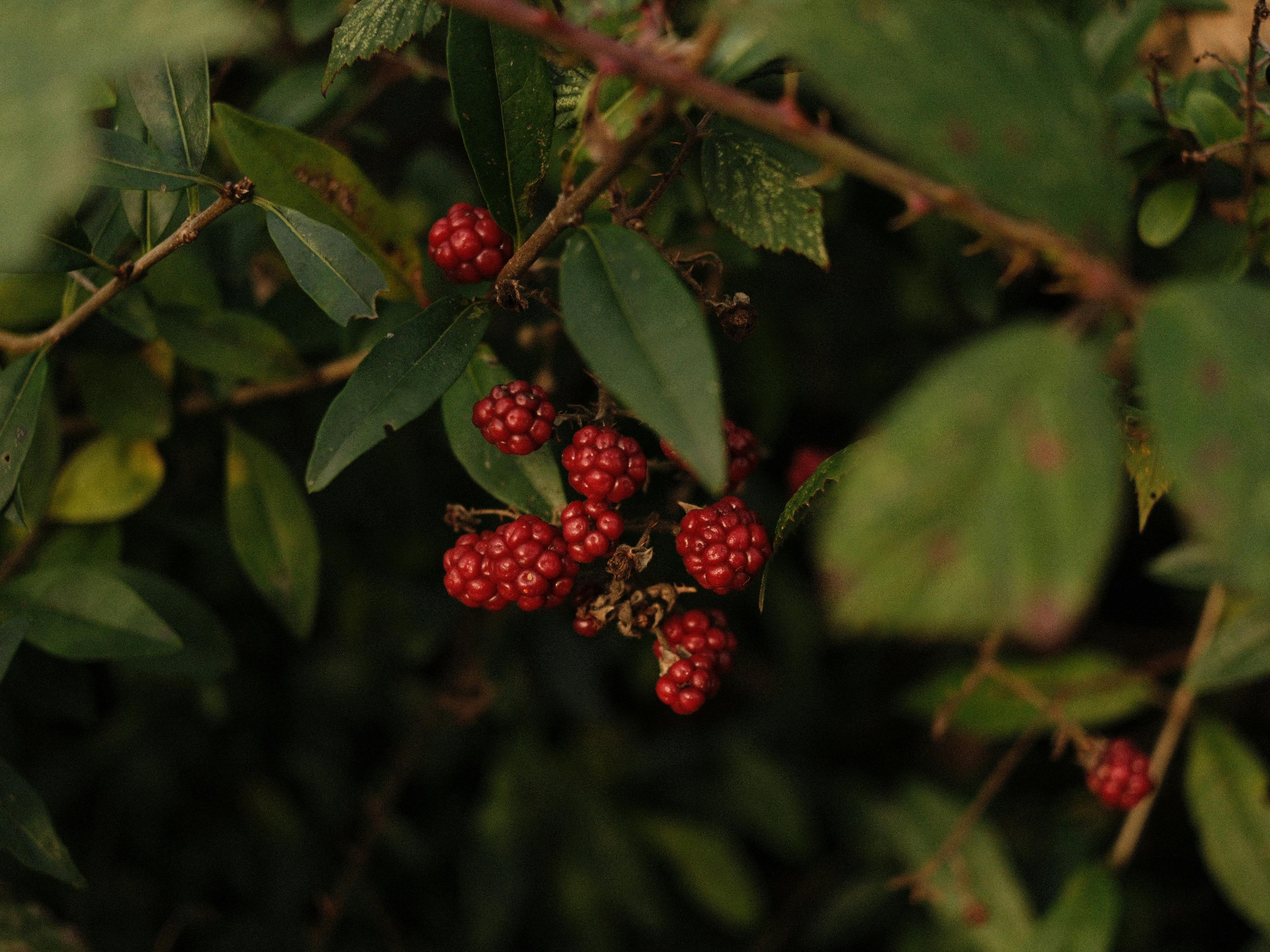 vibrant red berries on woodland bush