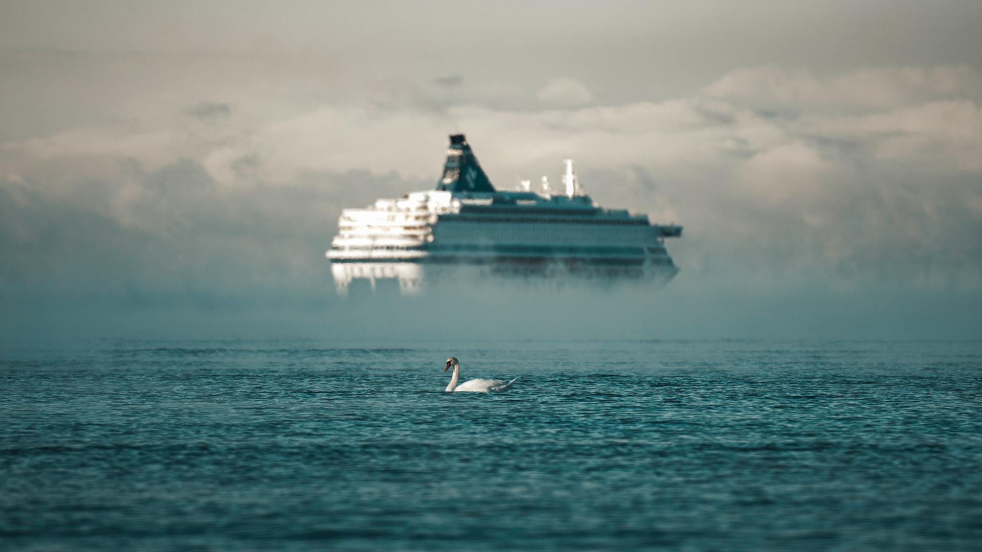 Elegant swan on tranquil water with a cruise ship emerging through mist, creating a serene ambiance.