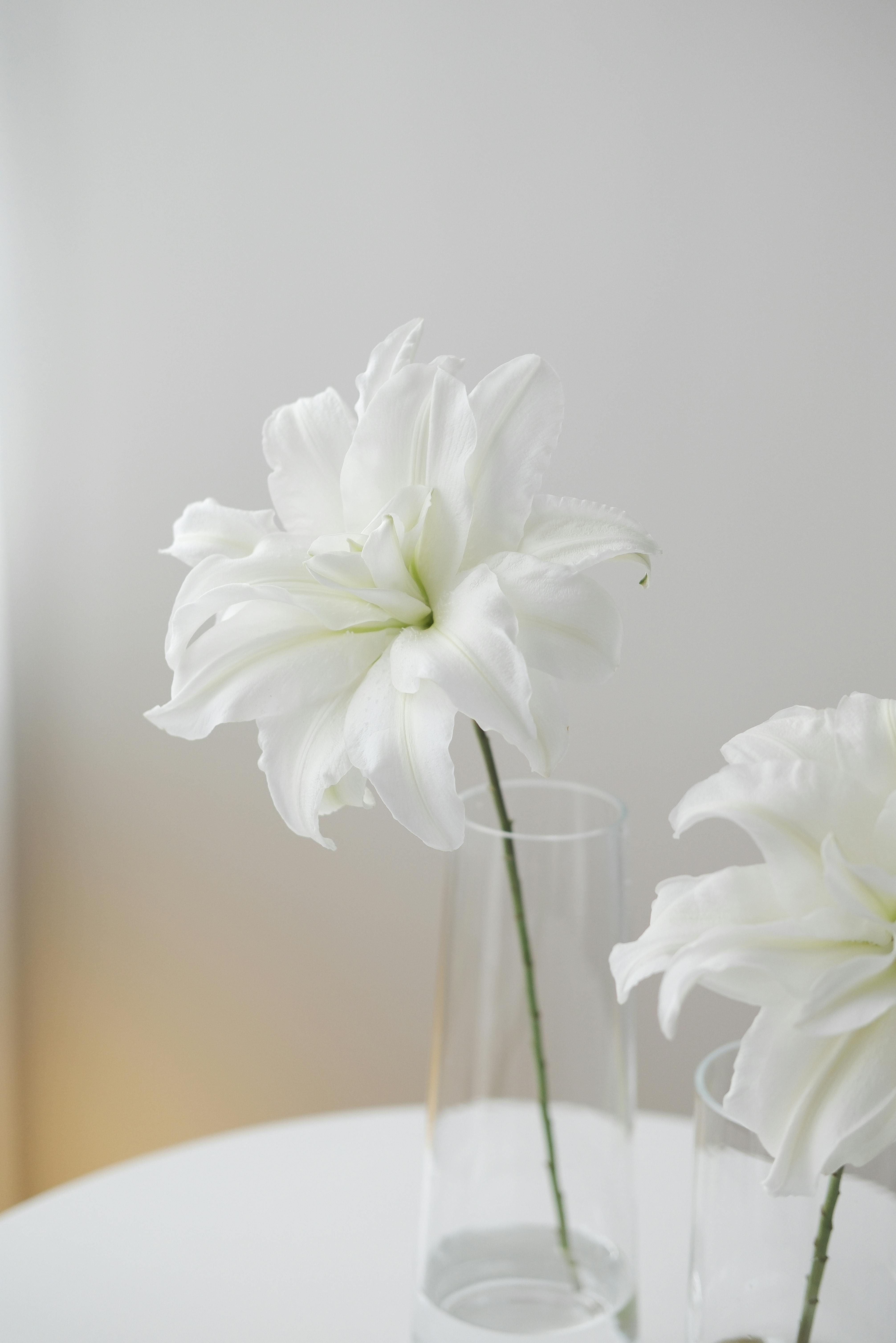 Elegant white lily flowers in glass vases against a soft neutral background.