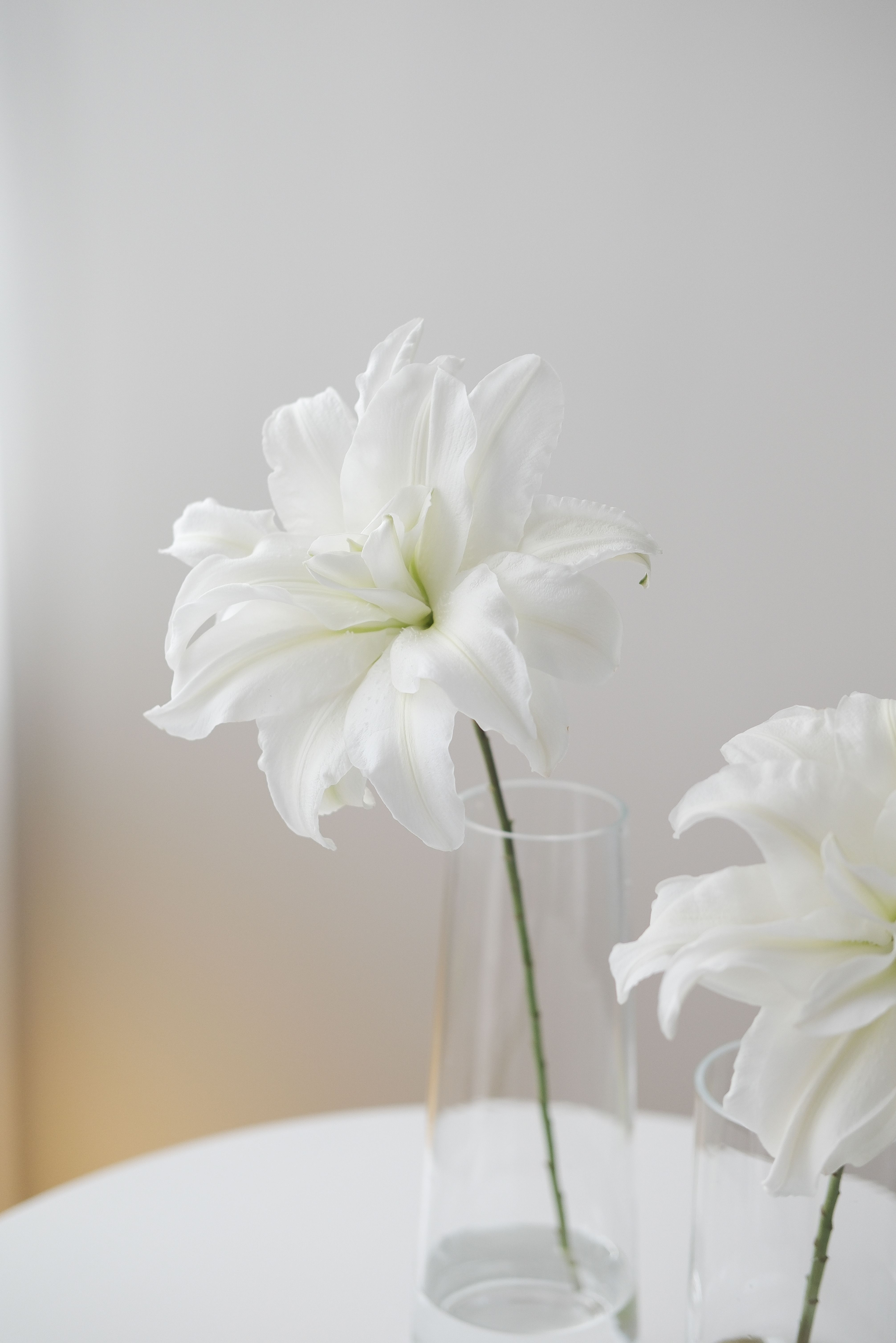 Soft White: A 2026-Inspired Visual Mood berisi 290 Foto & Video Koleksi ...