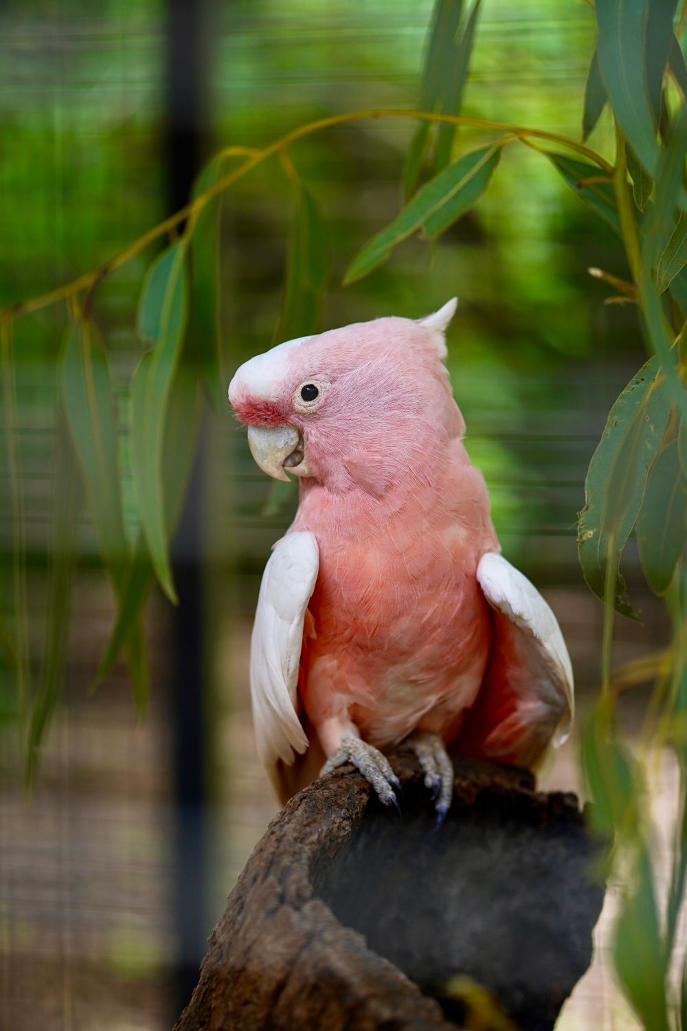 Pink Cockatoo Perched in Natural Habitat · Free Stock Photo