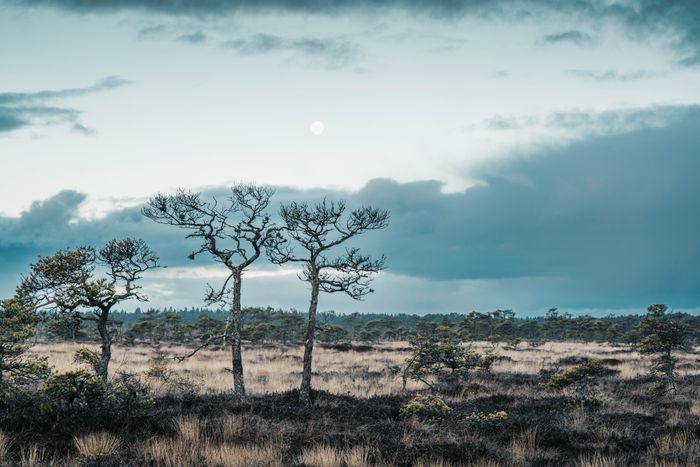 Scattered pines across an open bog — photo by Raul Ling on Pexels