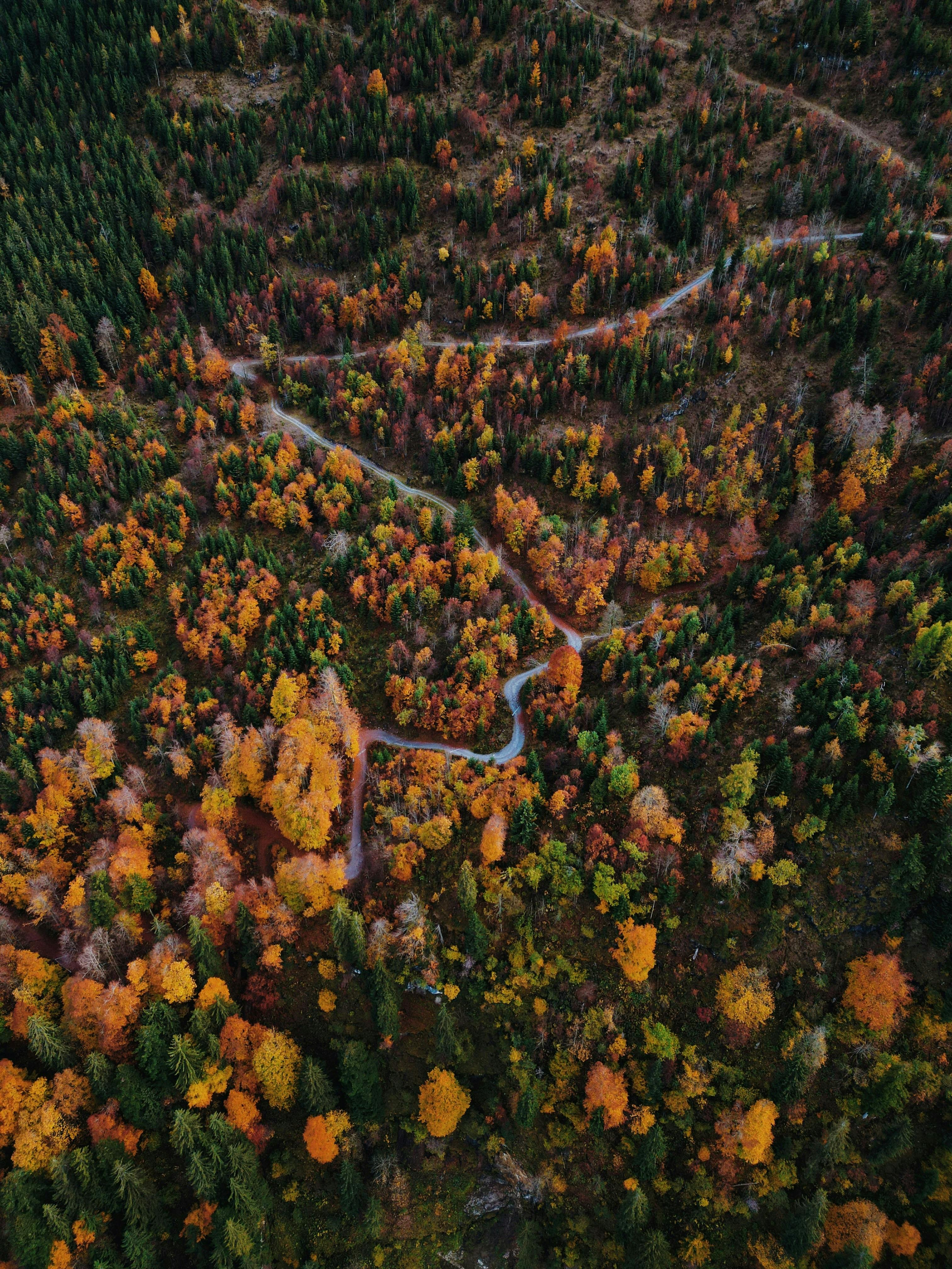 A stunning aerial view of colorful autumn forest in Glarus, Switzerland, showcasing fall foliage.