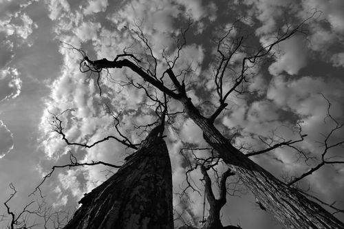 Free An artistic black and white photo capturing bare trees against a cloudy sky. Stock Photo