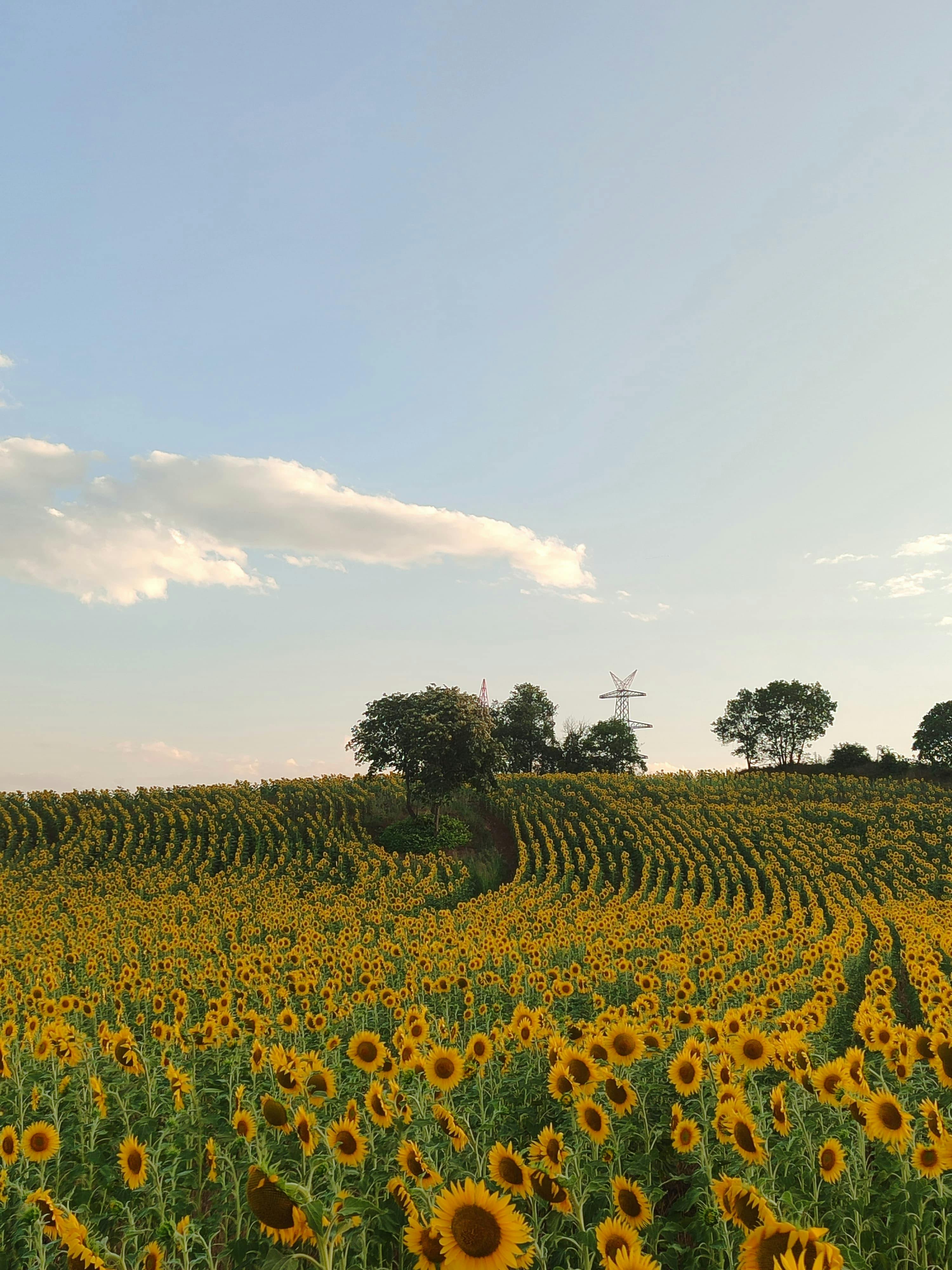 Scenic view of a blooming sunflower field stretching towards the horizon under a clear blue sky.