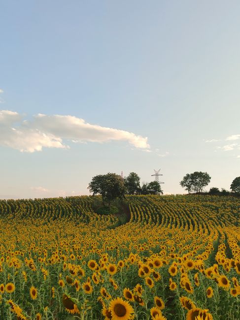 Scenic view of a blooming sunflower field stretching towards the horizon under a clear blue sky.
