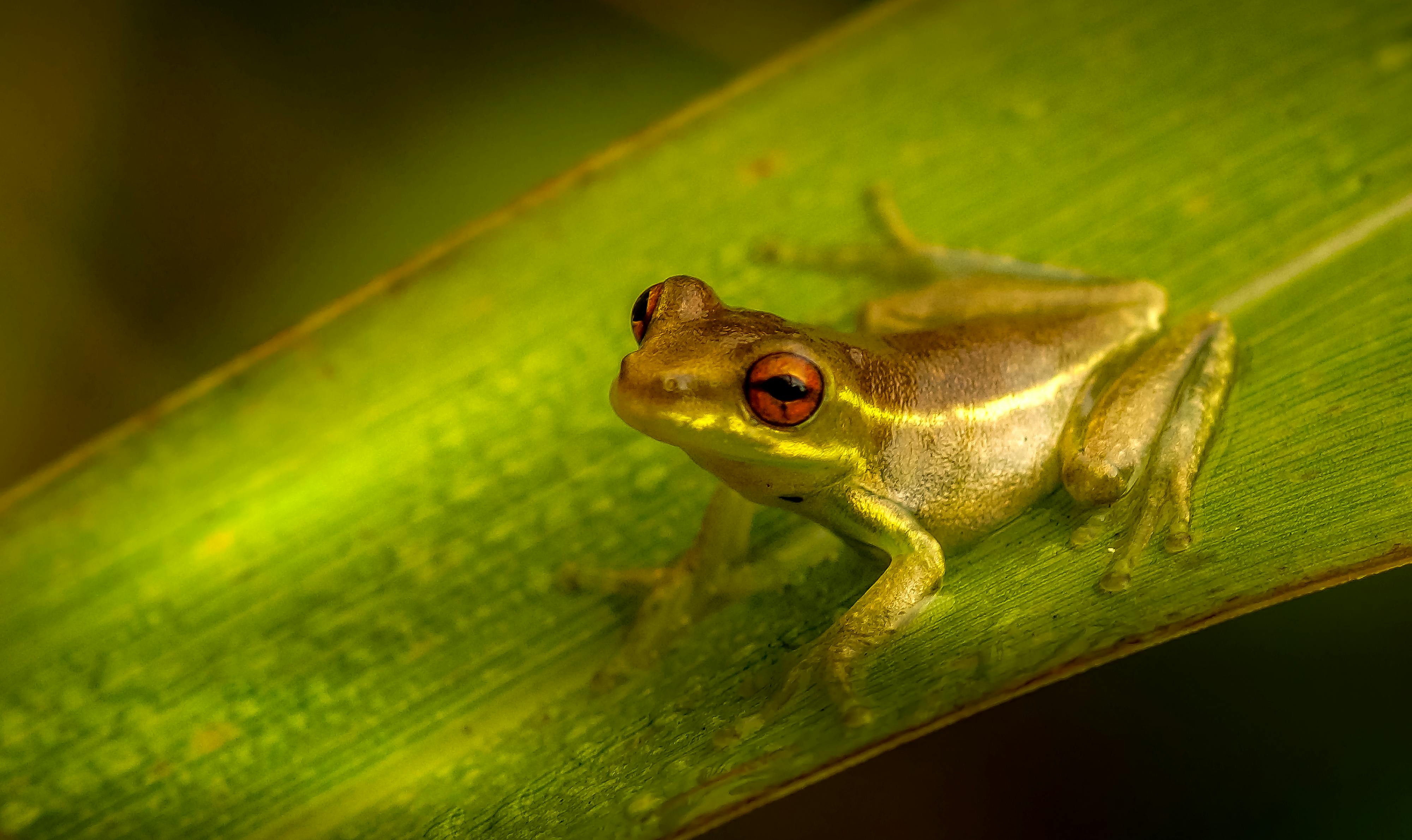 Brown and Gray Poison Arrow Frog · Free Stock Photo
