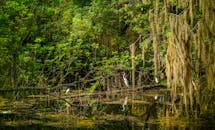 Serene Forest Wetland with Egrets and Spanish Moss