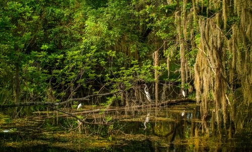 Free A tranquil forest wetland with egrets, lush greenery, and hanging Spanish moss. Stock Photo