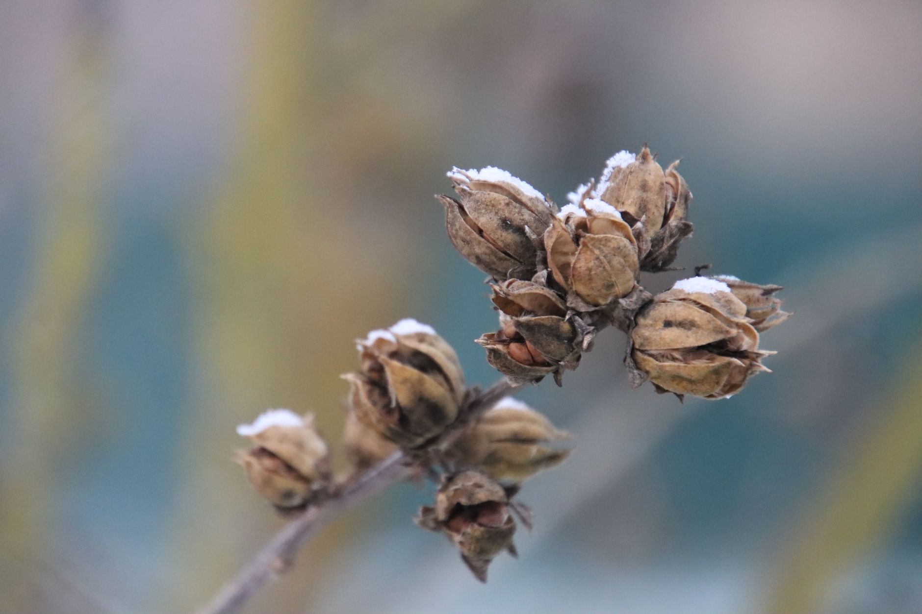 Macro shot of snow-dusted seed pods capturing nature's delicate details in winter.