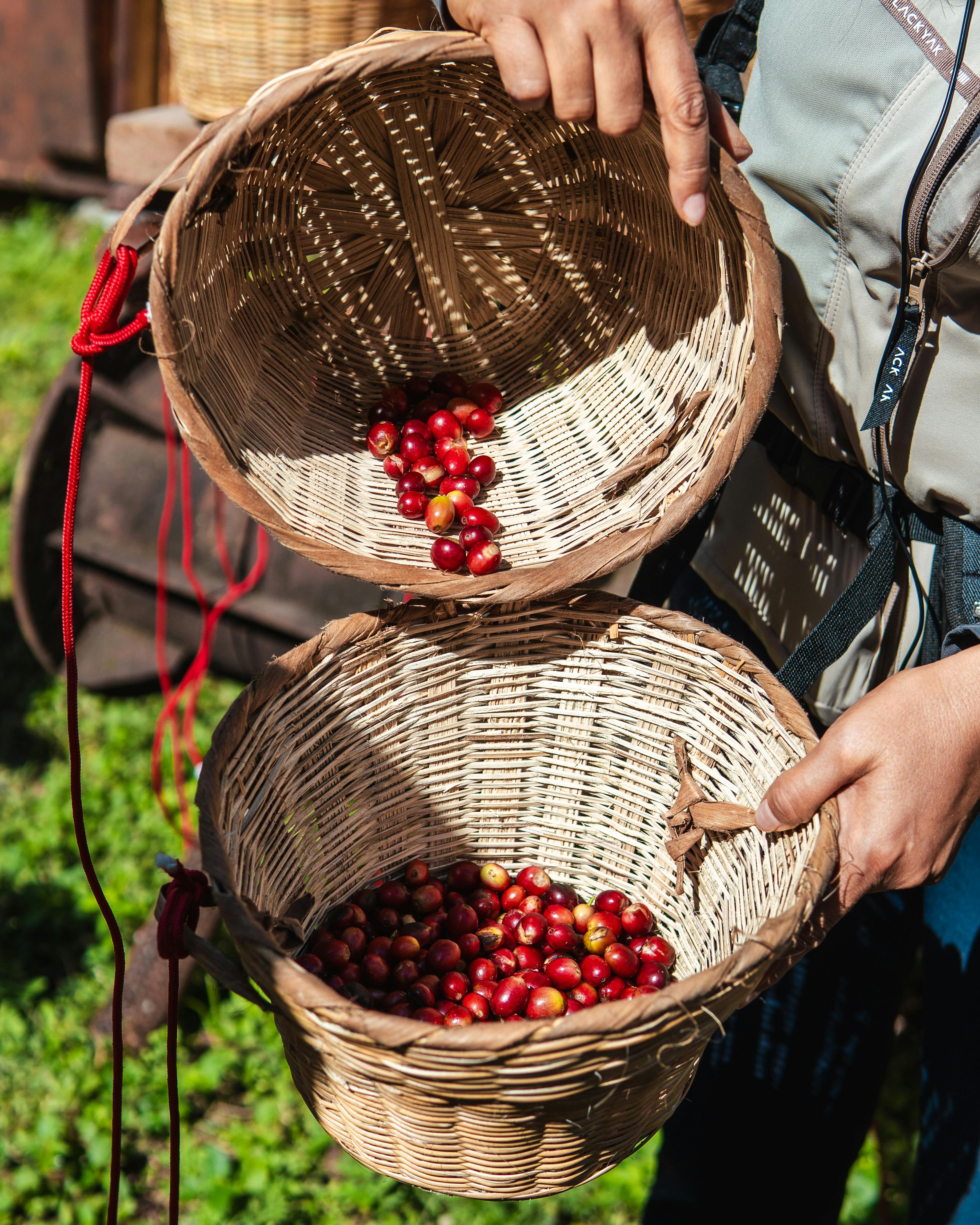 basket of freshly harvested coffee cherries