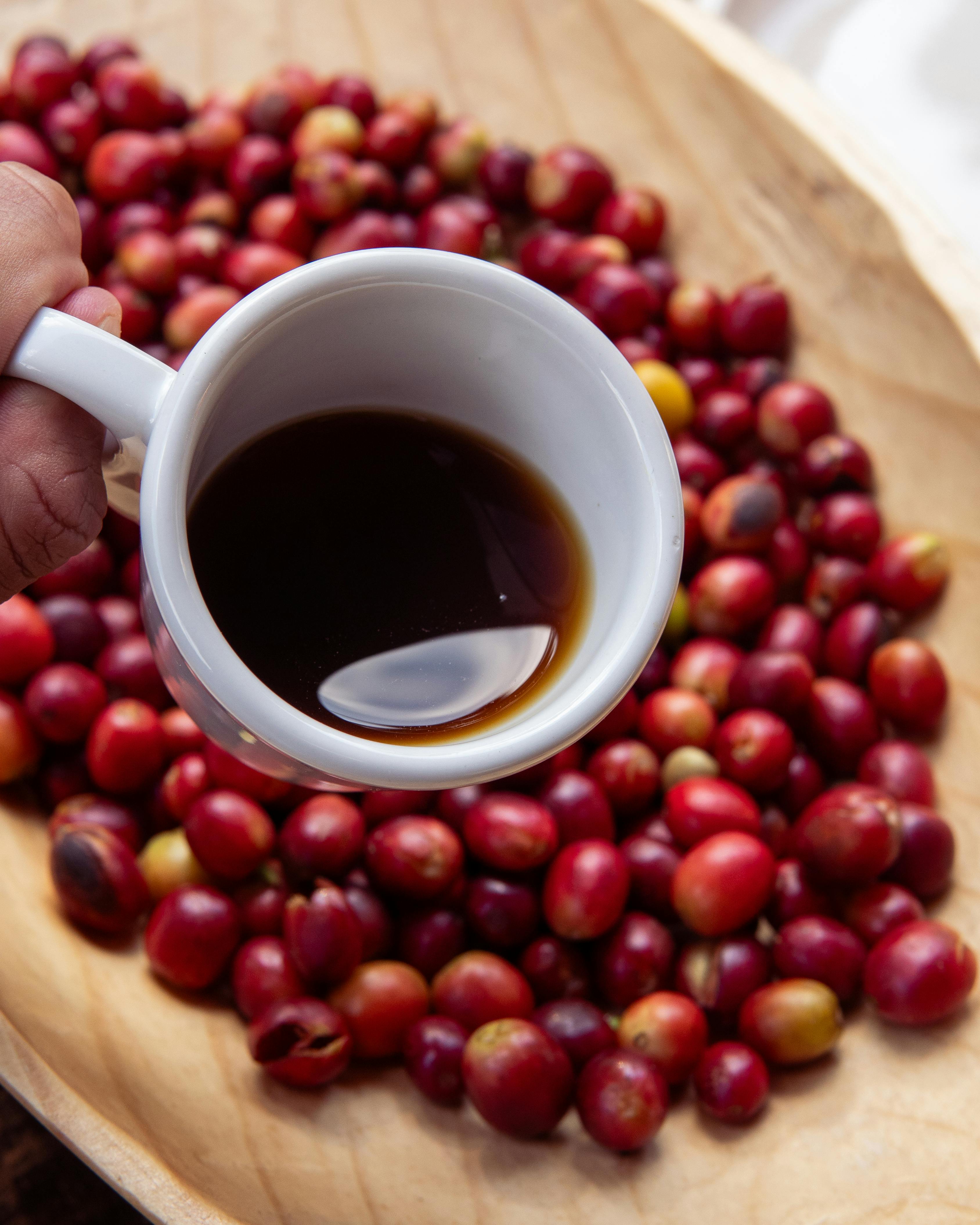 ¿Qué regiones cafetaleras de Costa Rica son ideales para tours educativos?