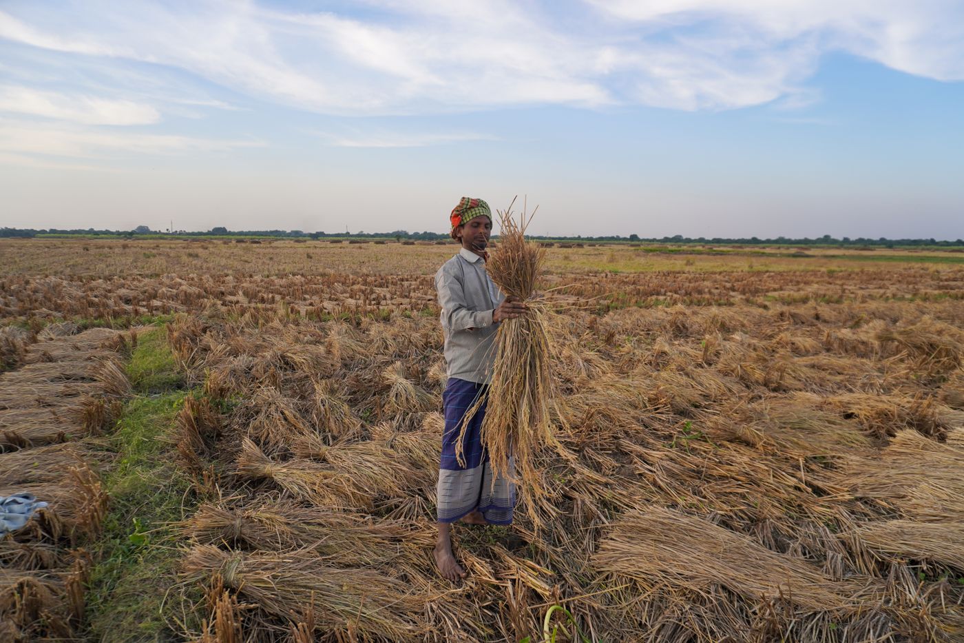 A farmer standing with gathered bundles in a paddy field at golden hour