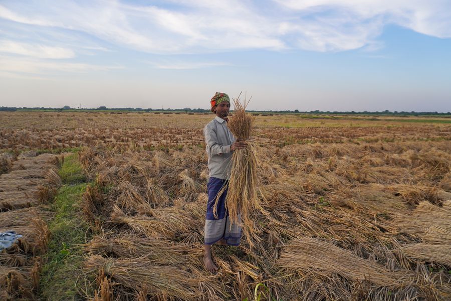 An Indian farmer harvesting rice bundles