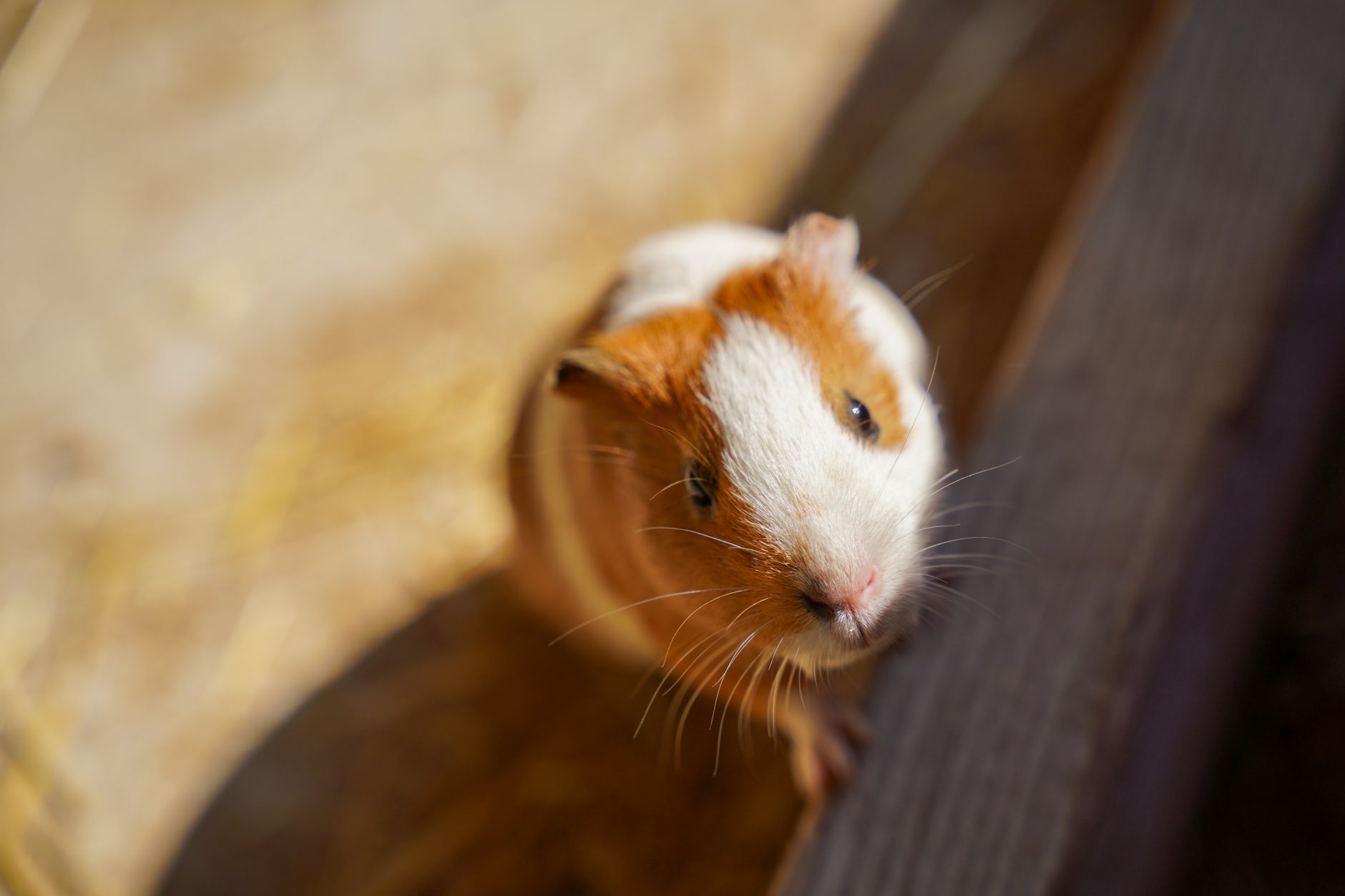 Veterinarian examining a guinea pig during a checkup