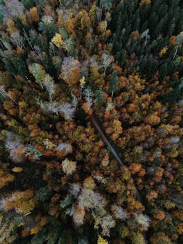 Aerial shot of a colorful autumn forest in Zürich, Switzerland, showcasing vivid foliage.