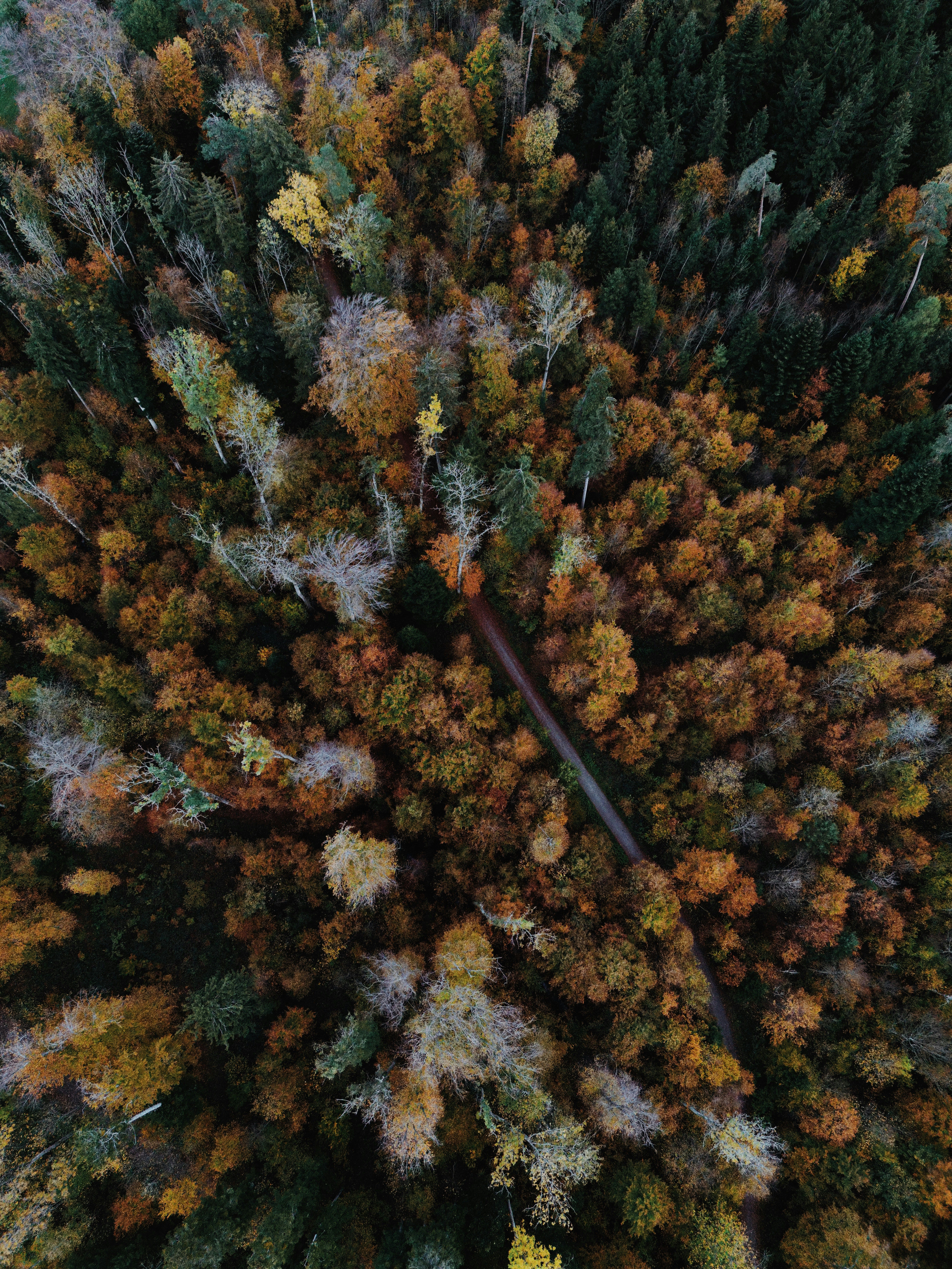Aerial View of Vibrant Autumn Forest in Zürich · Free Stock Photo