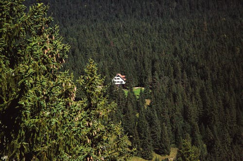 Maison Au Milieu Des Arbres