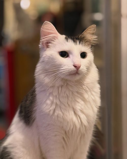 Free Charming close-up of a fluffy white cat with unique black markings, indoors. Stock Photo