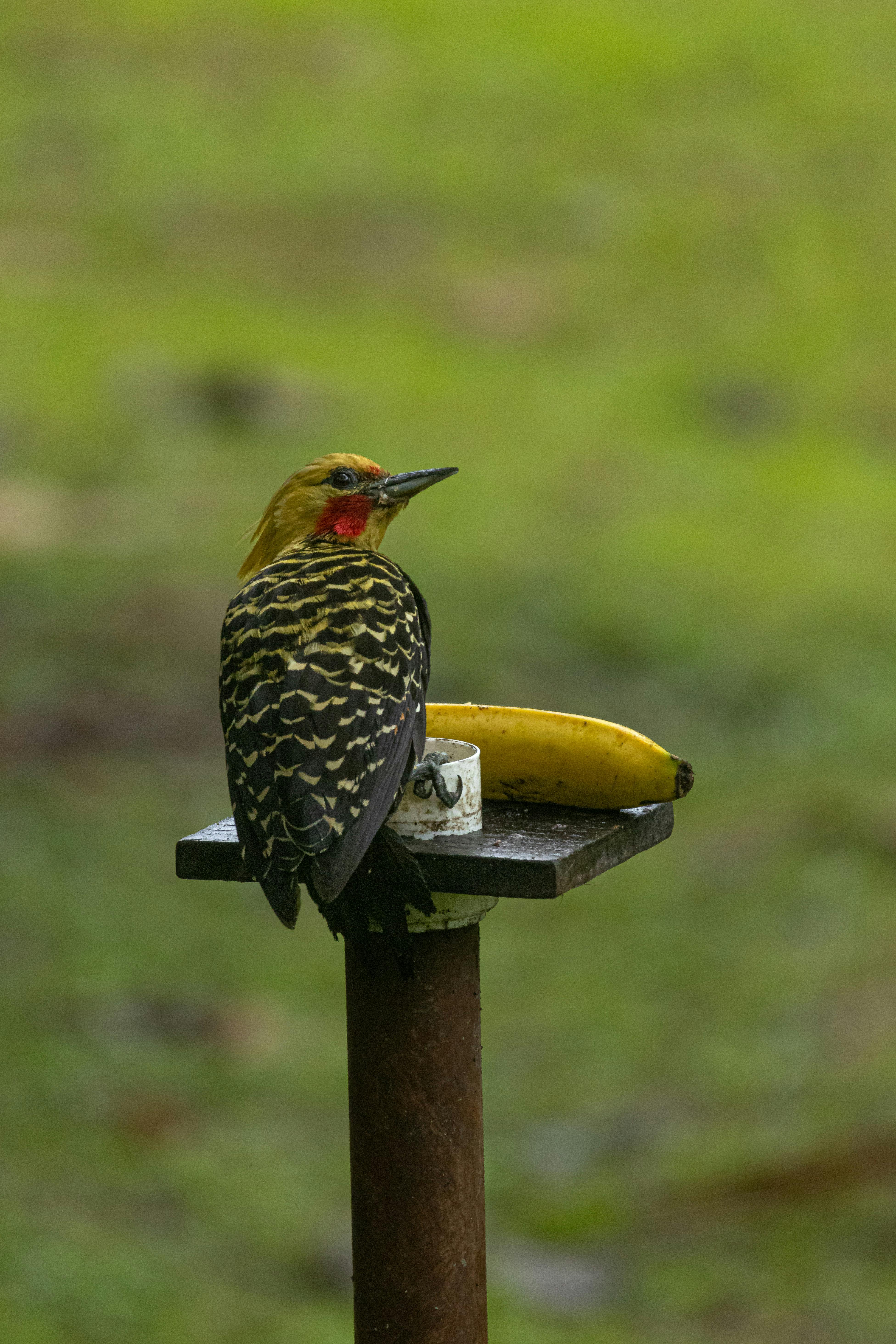 colorful woodpecker in tapirai sao paulo