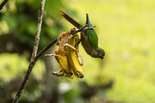 A vibrant green parrot enjoying bananas on a branch in Tapiraí, São Paulo, Brazil.