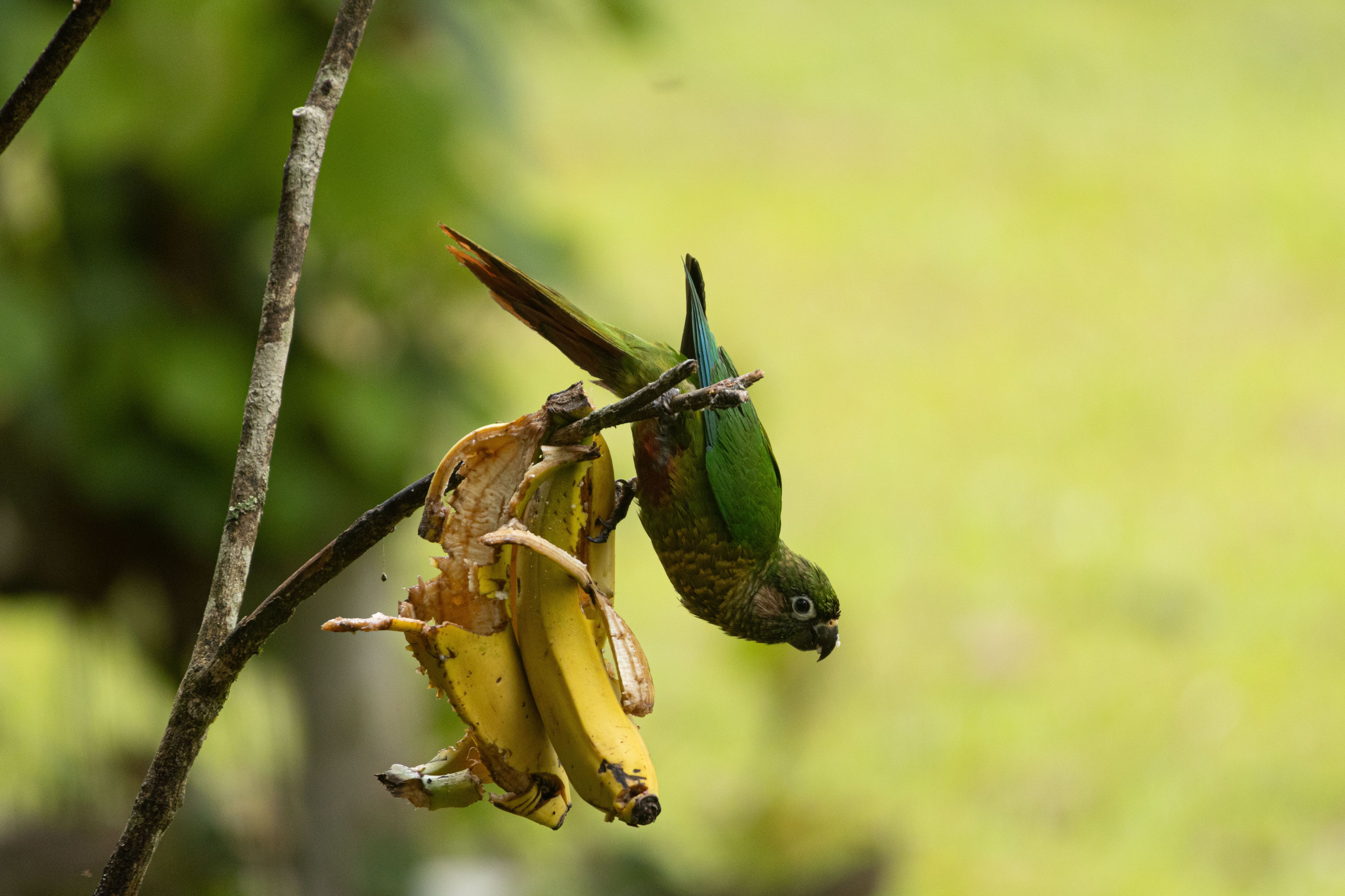 Green Parrot Feeding on Bananas in Tapiraí · Free Stock Photo
