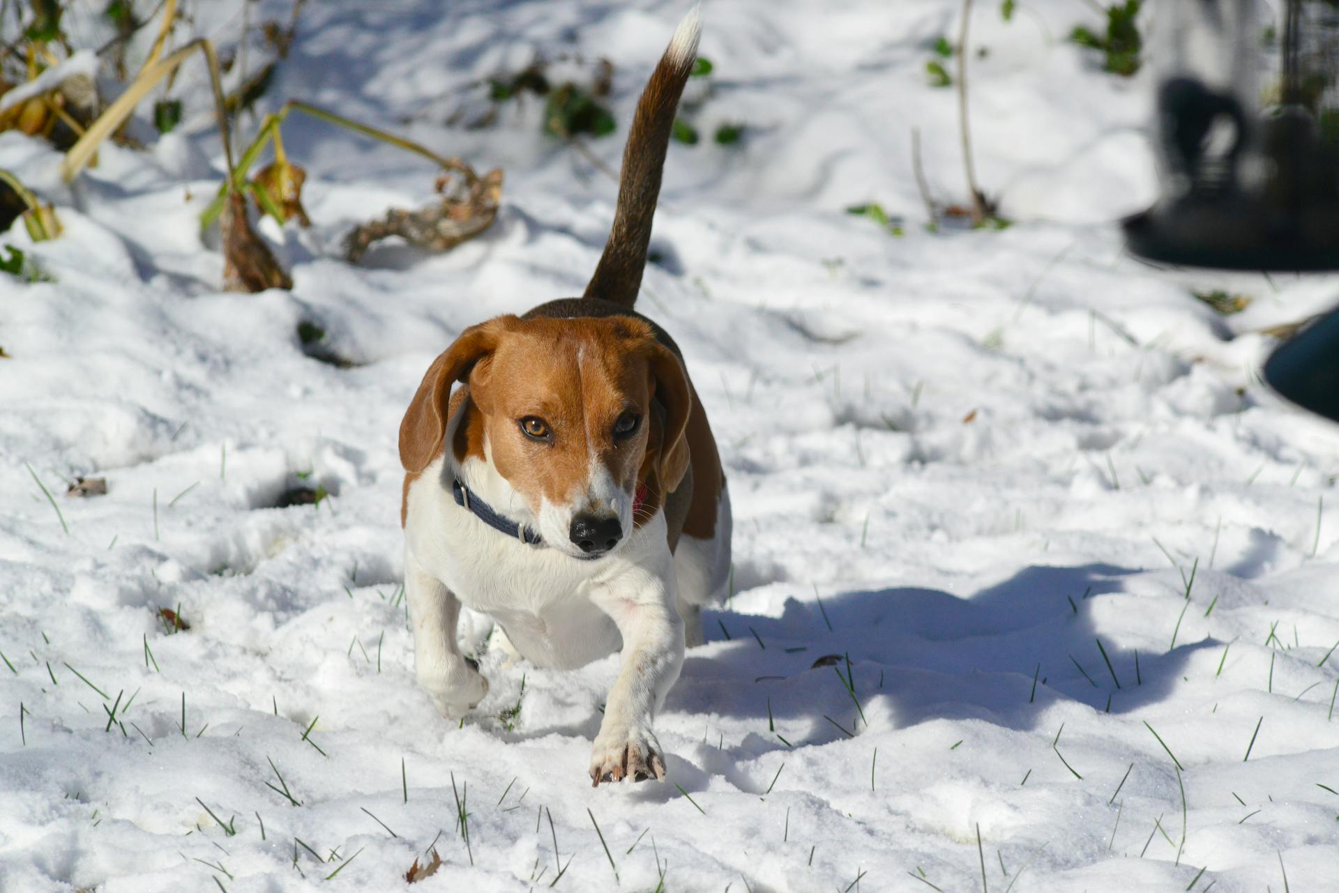 Un beagle se promène dans la neige fraîche dans une scène d'hiver du Kansas en plein air.